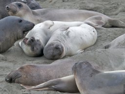2008Elephant-Seals-18